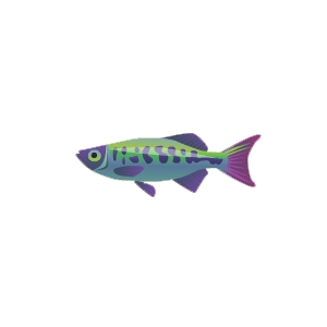 Purple Fin Danio